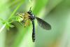 Dioctria oelandica